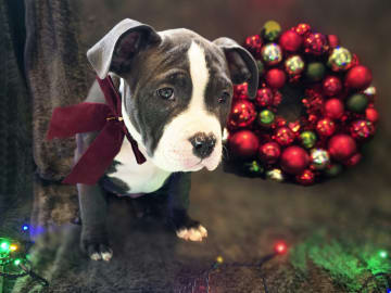American bully