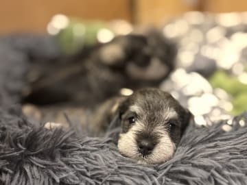 Dvergschnauzer · Partille · Encalnas' Kennel
