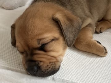 Fransk bulldog och Australiensisk Sheperd · Karlstad · Mia A.