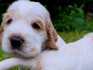 Cocker spaniel · Södertälje · Savanah B.