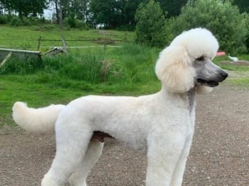 Labradoodle · Hammarö · Kilenegårdens