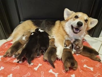 Welsh corgi pembroke · Ramnes · Milkcreek
