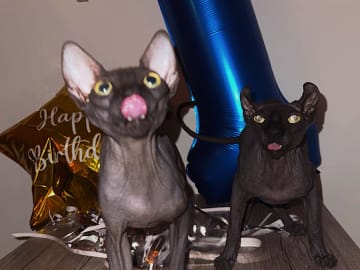 Sphynx · Karlstad · Elvira K.