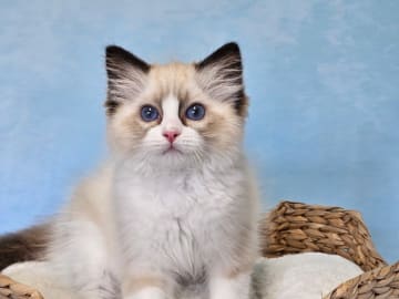 Ragdoll · Asmundtorp · SE*Cats of Kruger