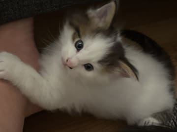Norwegian Forest · Enköping · Lodahlshjem