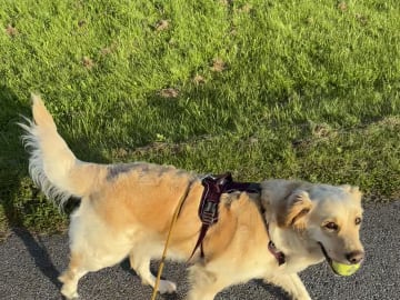 Golden Retriever · Linköping · Hanna B.