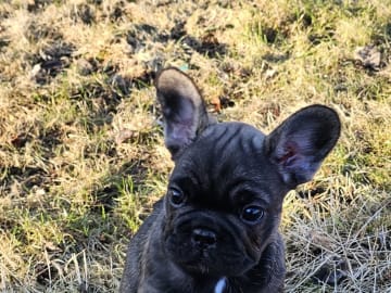 Fransk bulldog