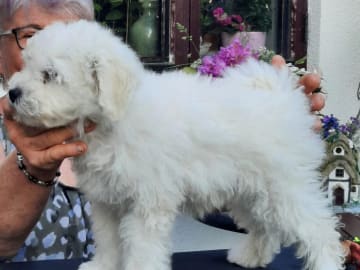 Puli · Trelleborg · Xaida'z kennel