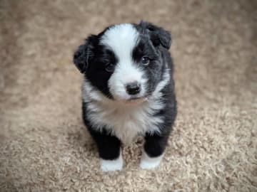 Border collie · Larvik · Pristine