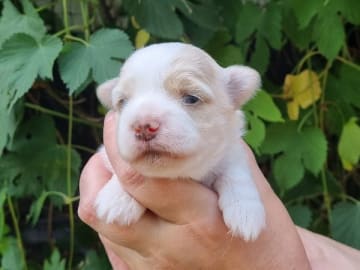 Bichon havanais · Överum · Mina Mirakel's