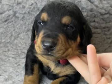 Pinscher · Kjeller · Akstaria