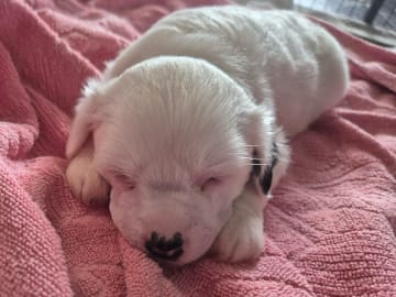 Chinese crested dog · Aneby · Sagolis