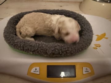 Perro de Agua Espanol · Oskarshamn · Havslätts