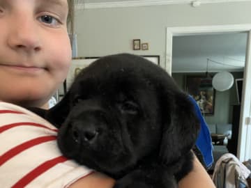 Labrador retriever · Svorkmo · Lyonette