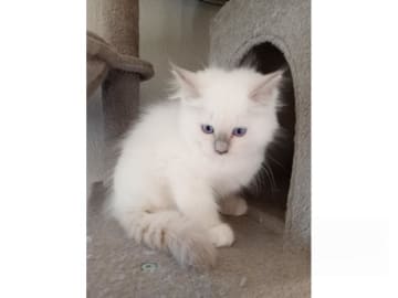 Ragdoll · Strömsnäsbruk · SE*Borgabyns