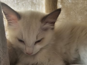 Ragdoll · Stenkullen · Zac kennel