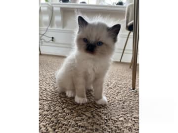 Ragdoll · Bollnäs · Marie Samuelsson