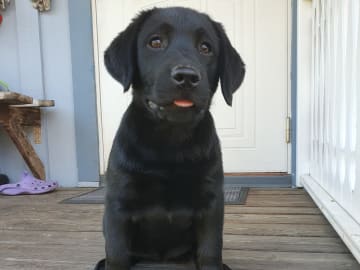 Labrador retriever · Karlstad · Emilia Magnusson