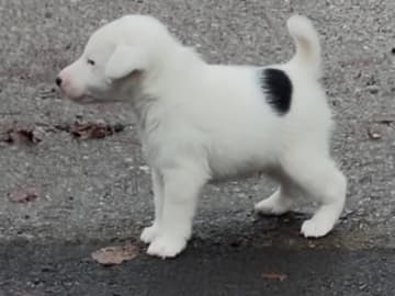 Fox terrier glatthåret · Vankiva · Rottriver's