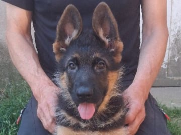 Tysk Schäferhund · Sölvesborg · Ebafarmens
