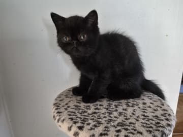 Exotic Shorthair · Mjölby · Helena D.