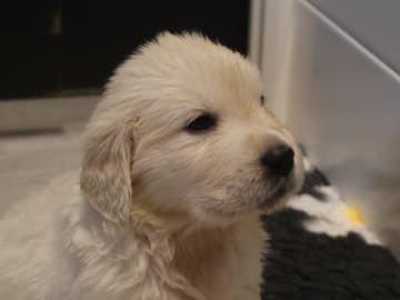 Golden retriever · Tjällmo · Ekbergarn’s  kennel