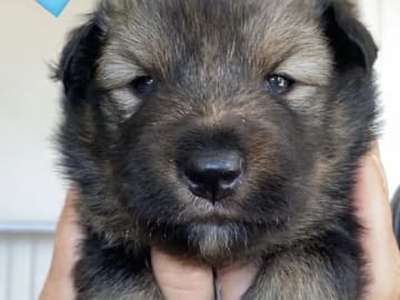 Finnish Lapphund · Sira · Anne Camilla Hansen