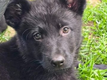 Schäferhund · Vallåkra · Incidents