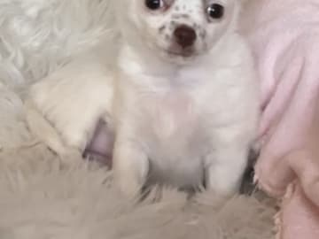 Chihuahua · Nacka · Andréa Fleischer