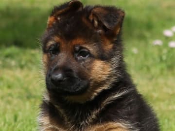 Tysk Schäferhund · Töreboda · Crestline's