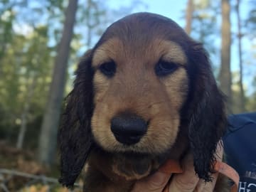 Dachshund · Södertälje · Fyrstjärnans
