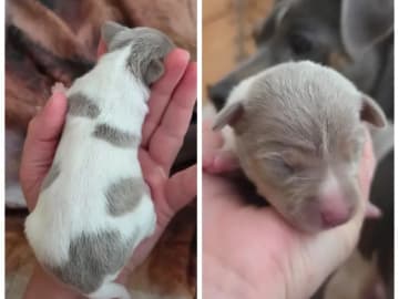 Terrier brasileiro · Arendal · Minna Camilla Therese Josefsson