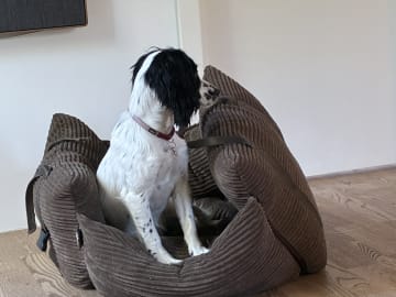 Cocker spaniel · Silkeborg · Casper B.
