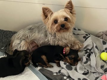 Mount Yorkie