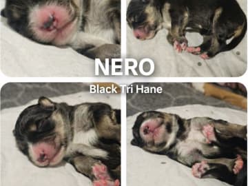 EEVD/ Australian Shepherd · Västra Frölunda · Isabells S.
