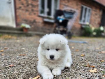 Samoyed · Billesholm · Jessica O.