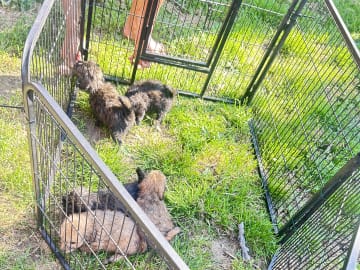 Shih-poo · Holstebro · Linette N.