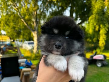Finsk lapphund · Mjölby · World's Wildest