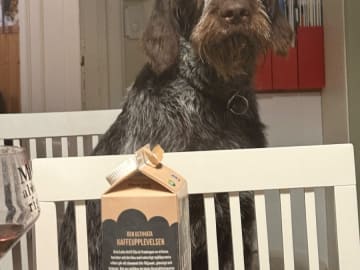 Vorstehhund · Rimbo · Fiskeså