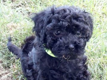 Cavapoo · Tjörnarp · Susanne T.