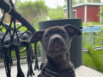 Blandras · Gävle · Saga F.