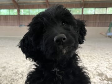 Aussiedoodle · Fredericia · Overgaards hvalpe