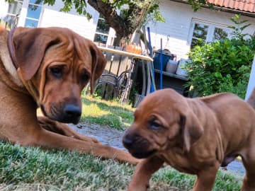 Rhodesian ridgeback · Staffanstorp · Aazambas