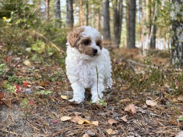 Cavapoo · Sala · Sallysshine