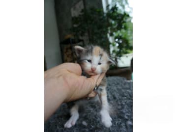 Norsk skogkatt · Gränna · SE*Mörkavikens