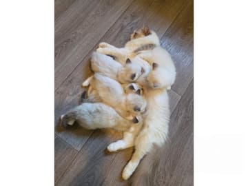 Ragdoll · Ankarsvik · SE*Stenvik's