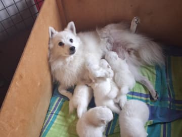 Japansk spets · Kristdala · Kennel Alegros