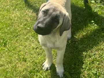 Kangal çoban köpegi · Skurup · Lindbyhill