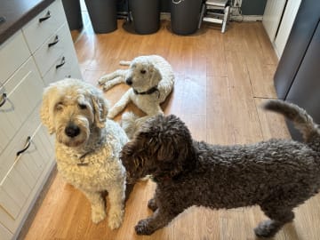 Goldendoodle · Västerlanda · Lugnets kennel