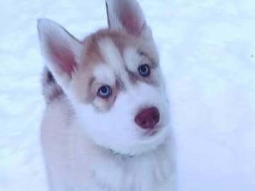 Siberian Husky · Rimbo · Christian B.